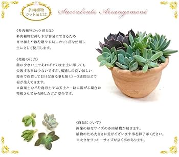Amazon｜多肉植物 クラッスラ属 赤鬼城 あかおにじょう カット